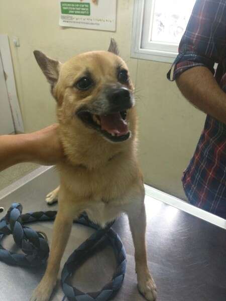 מתוק אך חששן, מוש הכלבלב